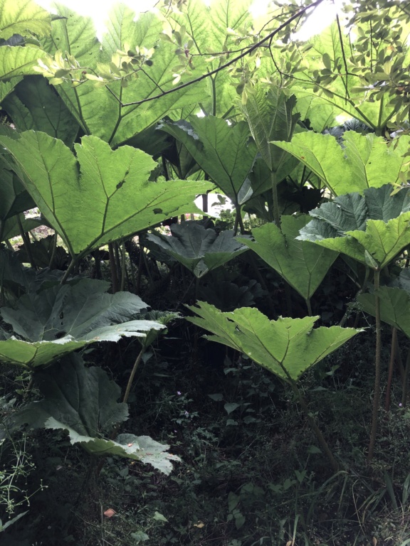 Jardin breton des Côtes d’Armor  9be9fe10