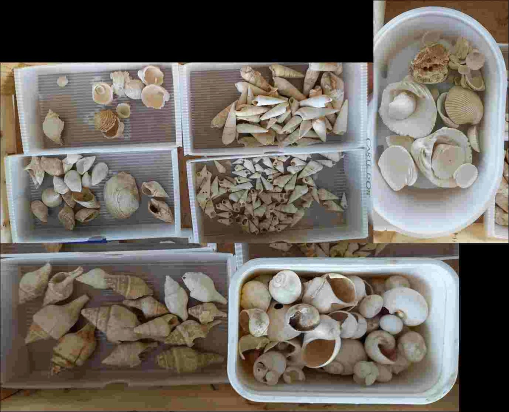 aide à l'identication de mollusques fossiles Fossil10