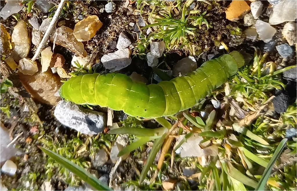 Chenille Scoliopteryx libratix ? Image110