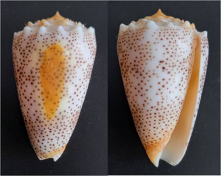 Conus (Puncticulis) bizona  (Coomans, Moolenbeek & Wils, 1981) Image412