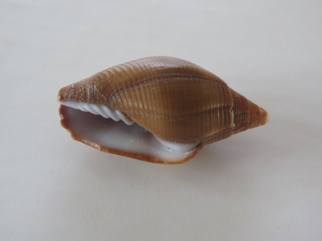 Strigatella colombelliformis (Kiener, 1838) Img_5514