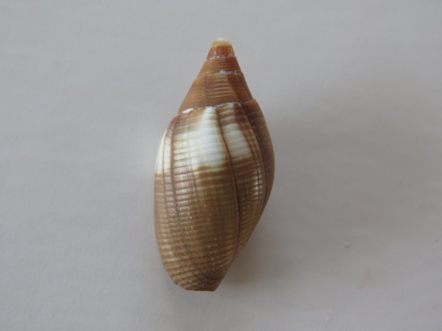 Strigatella colombelliformis (Kiener, 1838) Img_5515