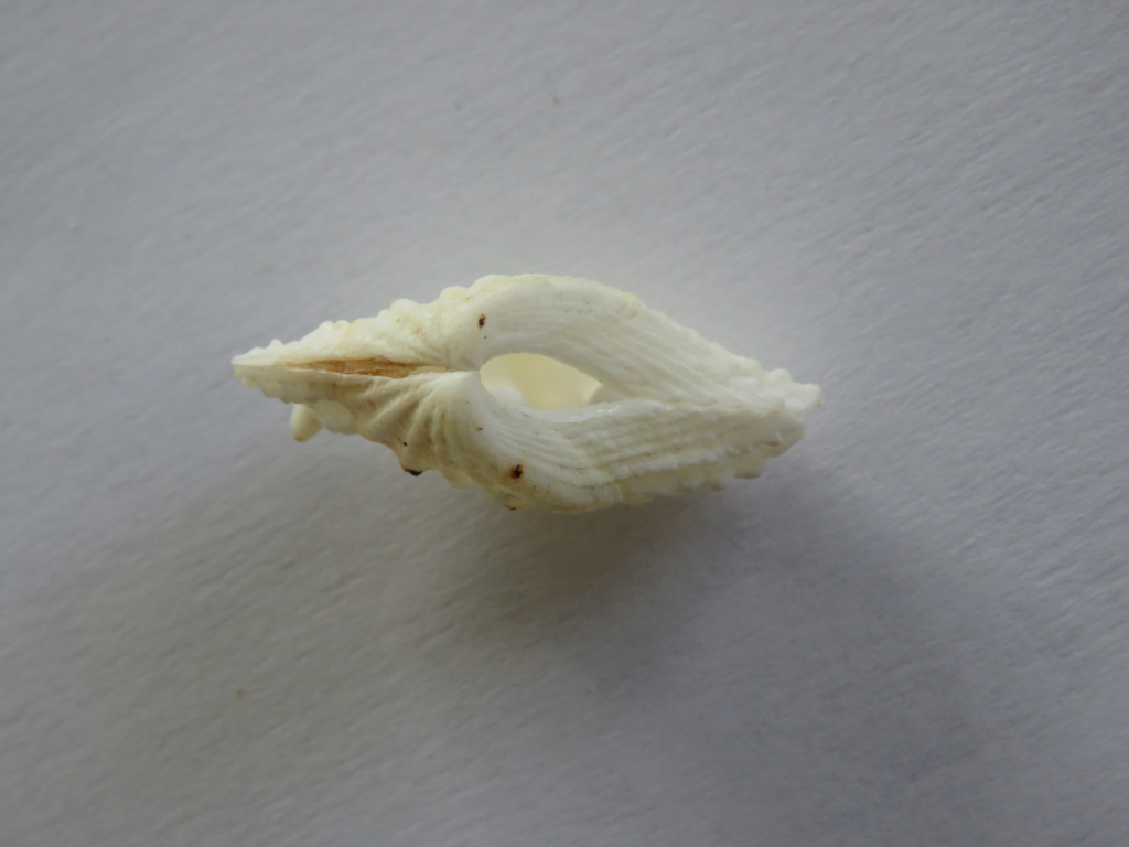 Tridacna elongatissima Bianconi, 1856 ?? Img_5629
