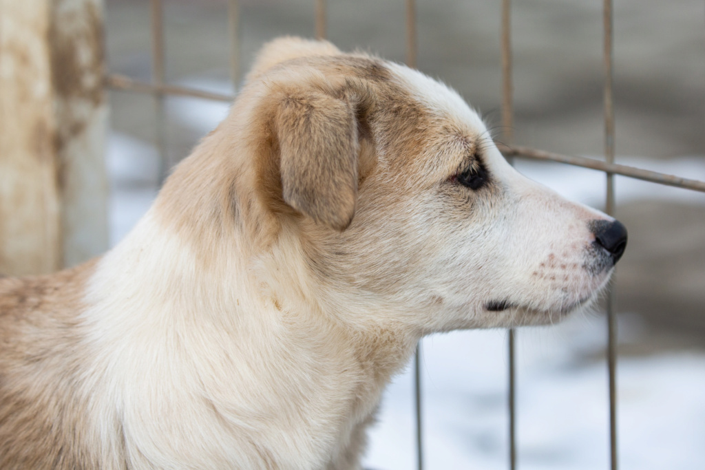 VIONO - chiot mâle, de taille moyenne à grande à l'âge adulte - né environ en octobre 2022 - REMEMBER ME LAND - Adopté par Chloe (41) Ed4b2513