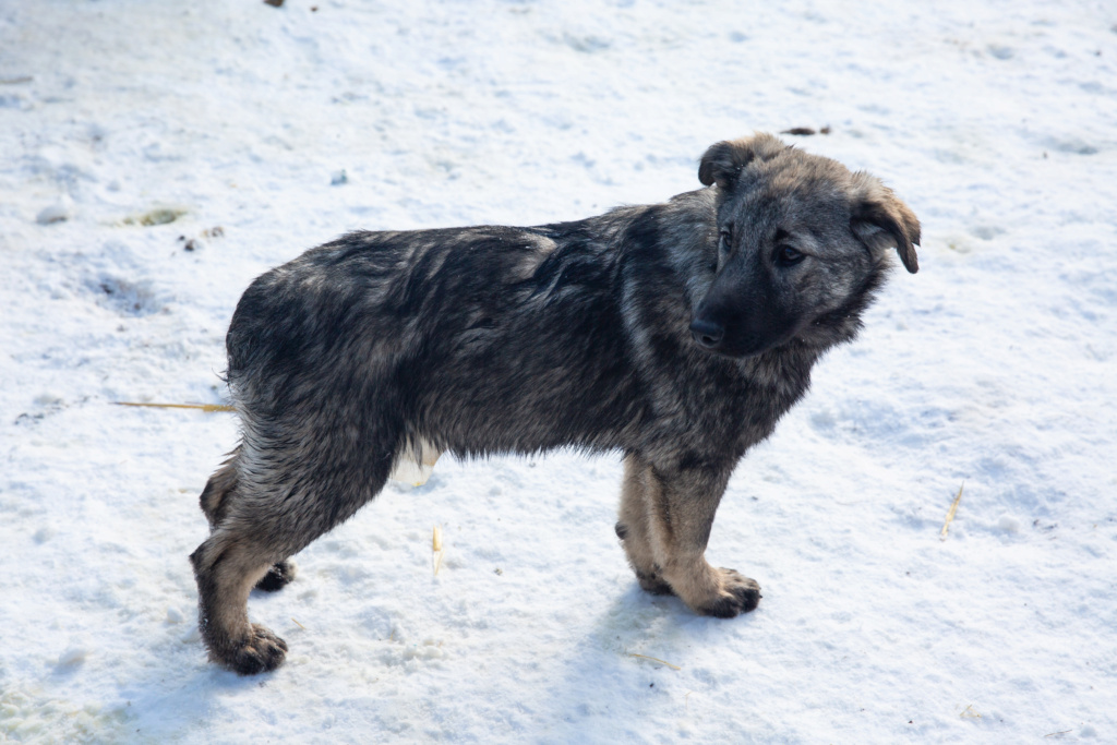 POPPY (ex ARENA) - chiot femelle, de taille moyenne à l'âge adulte - née environ en août 2022 - REMEMBER ME LAND - Adoptée par Caroline (4306 - Luxembourg)  Ed4b5313