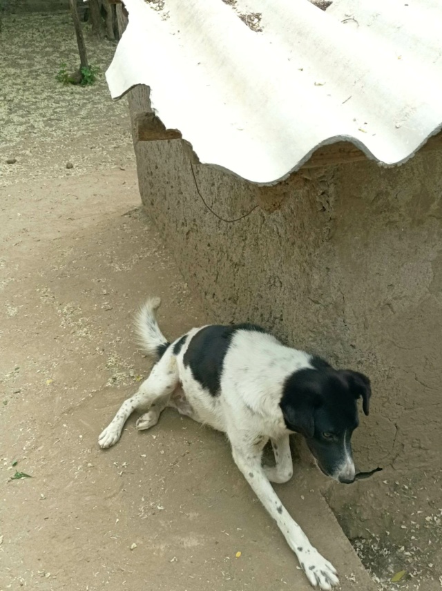 Puppy/Mâle/Né le 25-09-2021/Taille Moyenne Rece1351