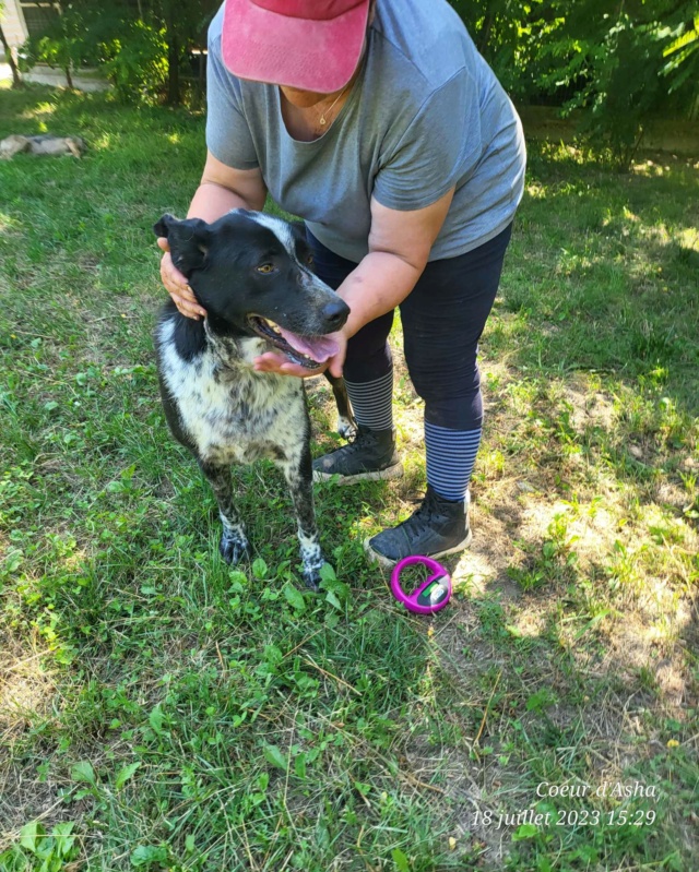 Sanka/Femelle/Née le 14-01-2020/Taille Grande/Queue Coupée Non Adoptable en Suisse Rece1500