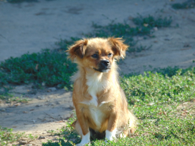 PELOTE-Femelle-Née le 10/04/2019-environ 5 kg / adopté reservé Rece1726