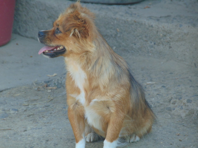 PELOTE-Femelle-Née le 10/04/2019-environ 5 kg / adopté reservé Rece1728