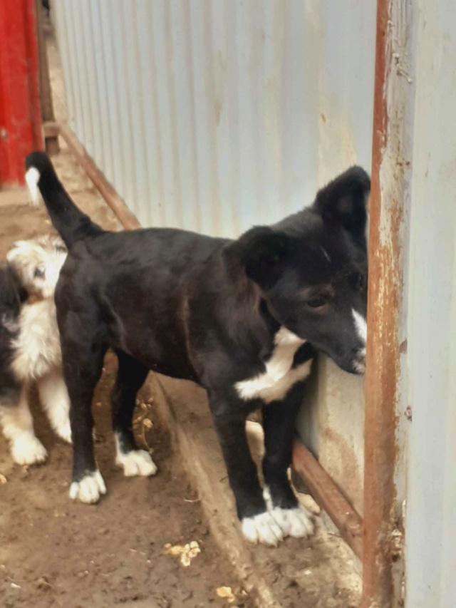 BAXTER male né vers mars 2023- taille moyenne adulte/au refuge /adopté reservé Rece2287