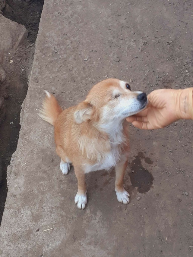 HEIDI -Femelle-Née vers 2020-taille petite- énuclée d'un œil/ adopté reservé Rece2483