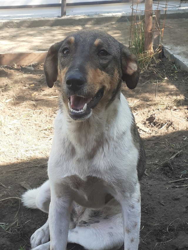 LILLY-Femelle-Née le 03.02.2022- poids 15/20 kg -au refuge  Rece2619