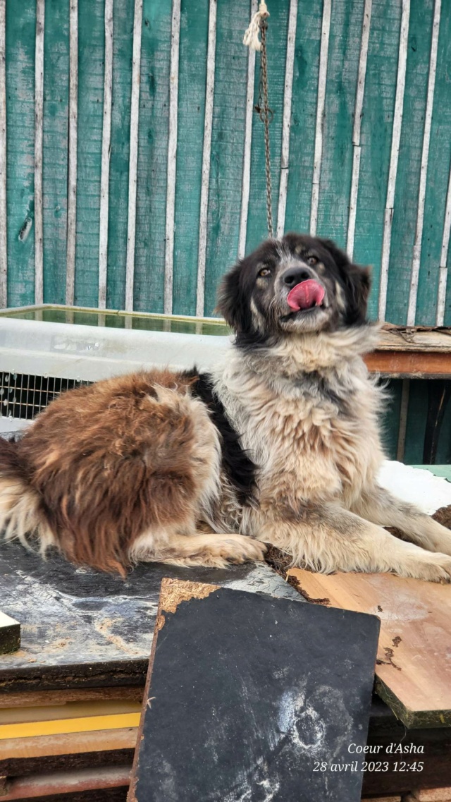 MASSIA-Née en 2020-3 ans environ -taille moyenne -non adoptable en Suisse /laurentio Recei348