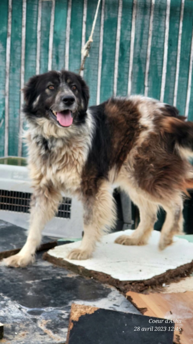 MASSIA-Née en 2020-3 ans environ -taille moyenne -non adoptable en Suisse /laurentio Recei351