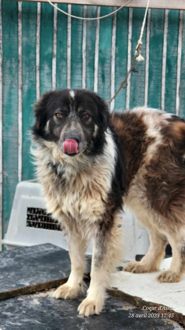 MASSIA-Née en 2020-3 ans environ -taille moyenne -non adoptable en Suisse /laurentio Recei360