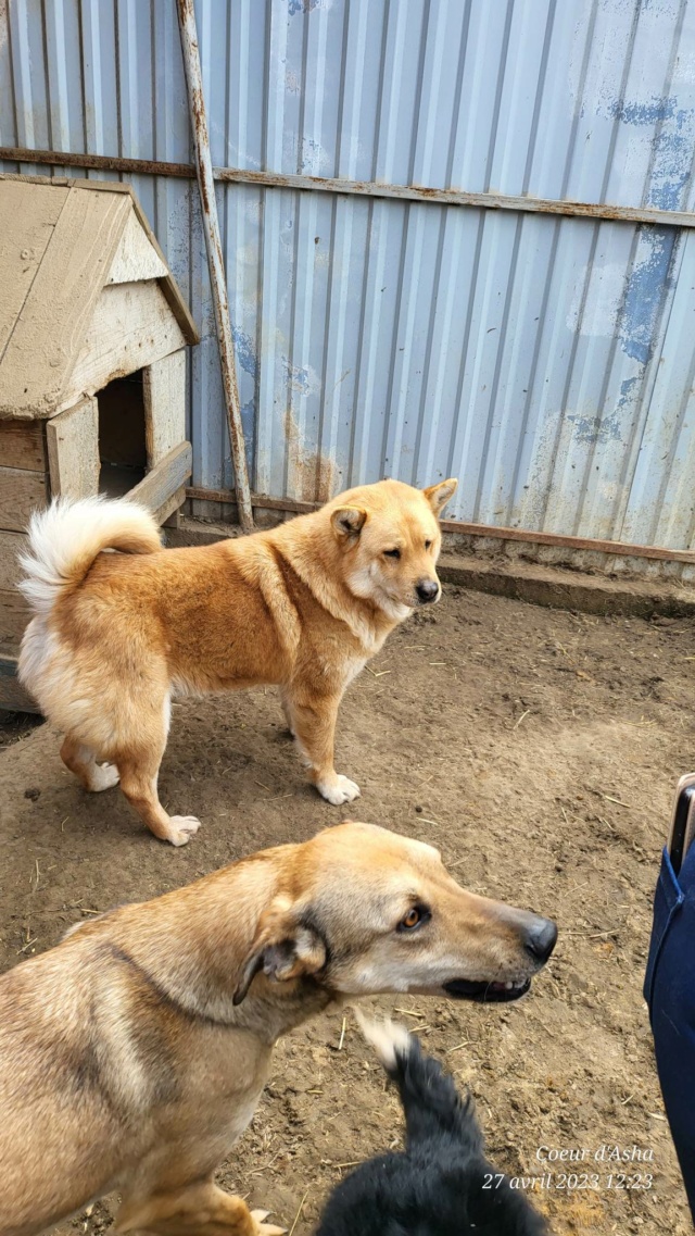 Shiva/Femelle/Née le 02-10-2018/Taille moyenne/adoption reservé Recei688