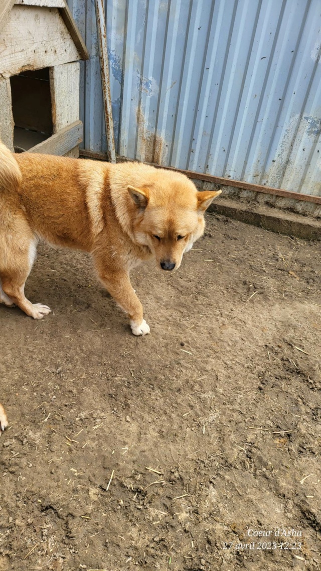 Shiva/Femelle/Née le 02-10-2018/Taille moyenne/adoption reservé Recei691