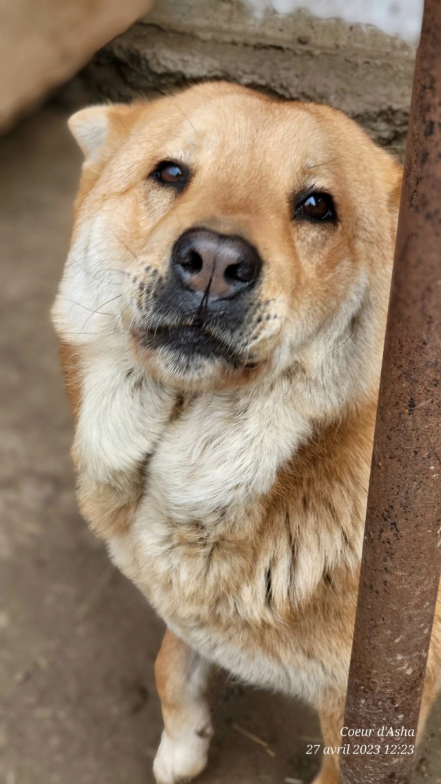 Shiva/Femelle/Née le 02-10-2018/Taille moyenne/adoption reservé Recei692