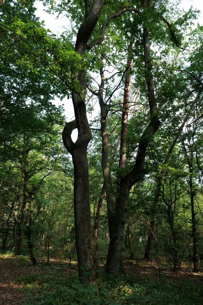 Balade en forêt. P1000010