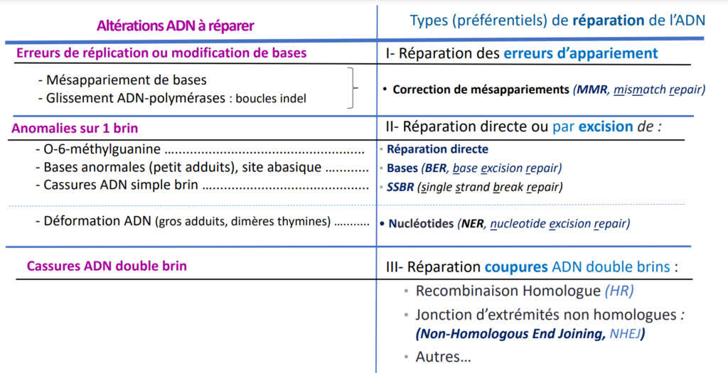 Types préférentiels de réparation de l'ADN par MMR ou BER Captur11