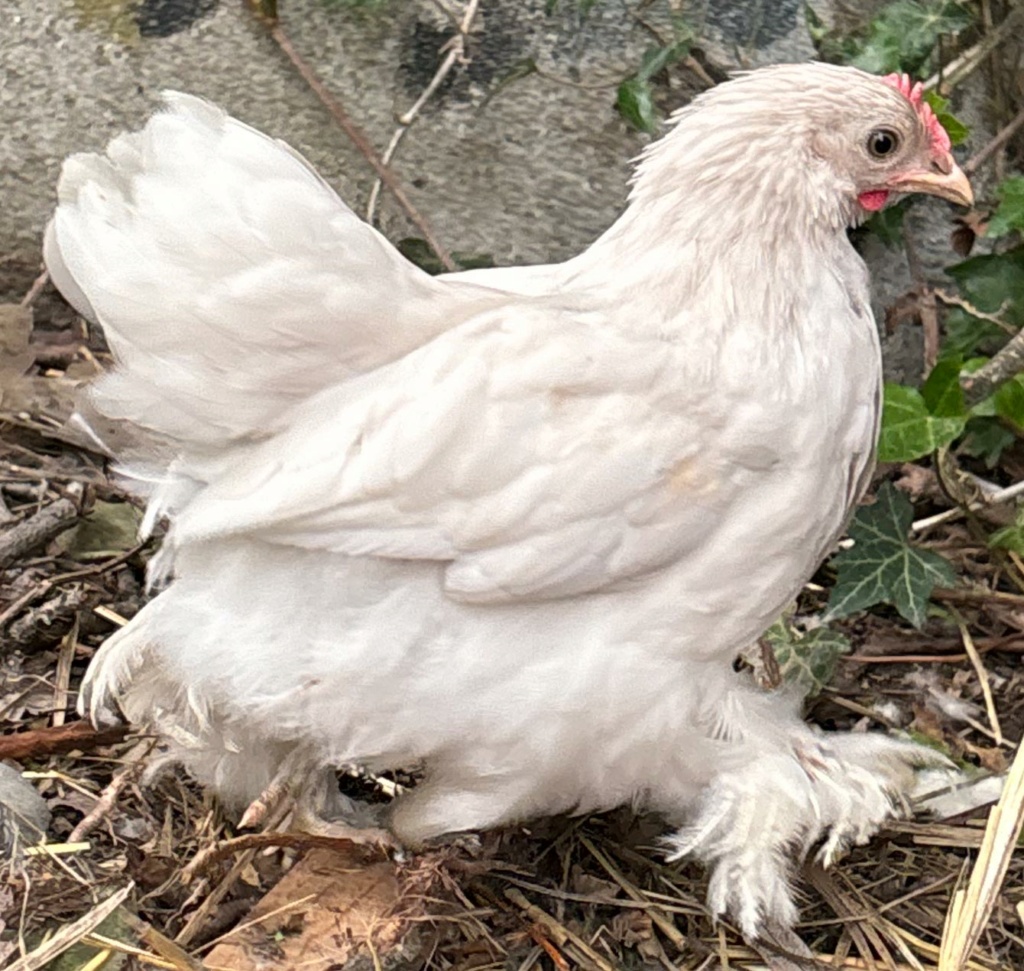 poule ou coq - Pékin 2 mois  Pekin10