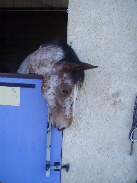 cheval et équitation - NOS expériences personnelles - Page 2 Nir11