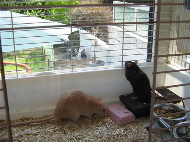 [A donner] Deux rattes. Photo_13