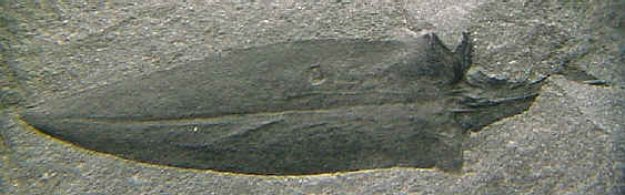 Sigillariostrobus ou Lepidostrobus 012-br10