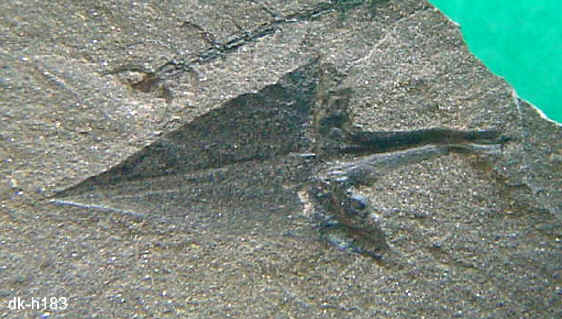 Sigillariostrobus ou Lepidostrobus 183_le10