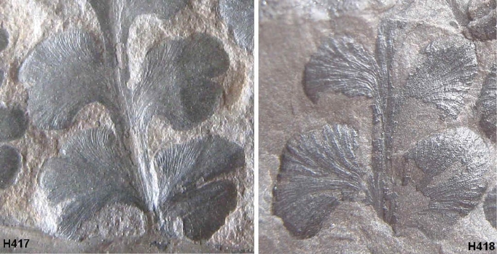 Eusphenopteris rotundiloba, Eusphenopteris talensii 417-4110
