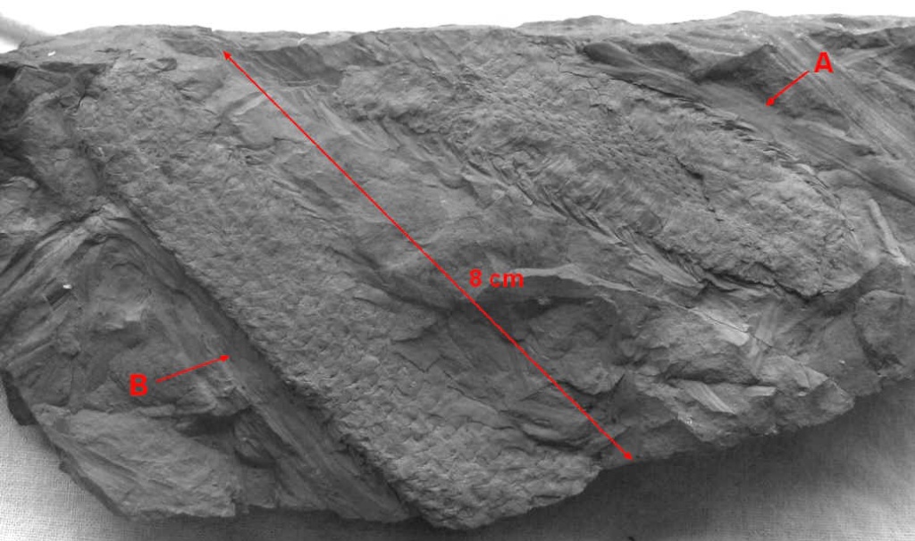 Sigillariostrobus  ou  Lepidostrobus  421ab10