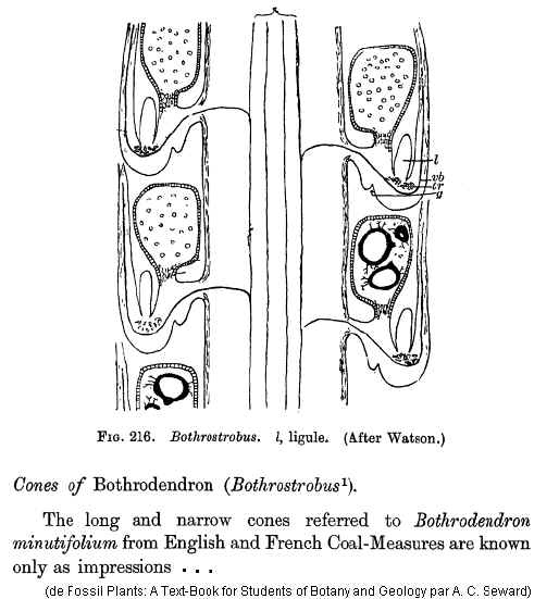 Bothrodendron Lindley et Hutton ,1833. Bothro13