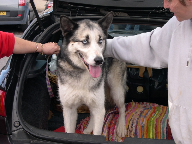 FIDJI - croisé malamute parti rejoindre les anges - Page 5 Dscn2313