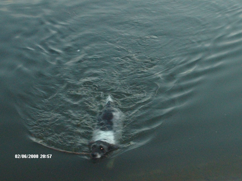 Vote-Concours photo autres races-Notre animal et le sport Hpim5014