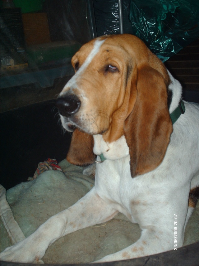 des bassets chez les saints - Page 2 Velou_75