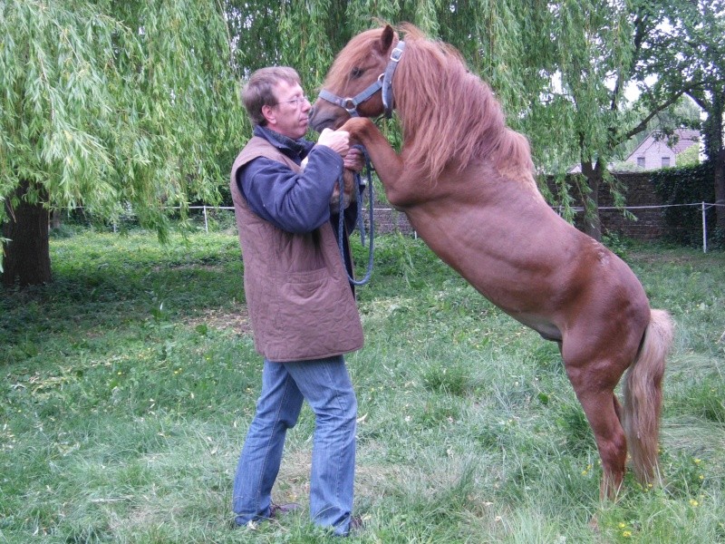 mon autre étalon popol 16 ans Photo_12