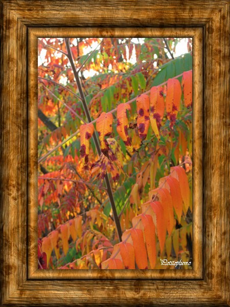 Tableaux d'automne Nature10