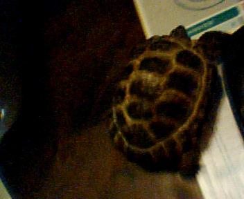 Tortue trouver ! Tortue12