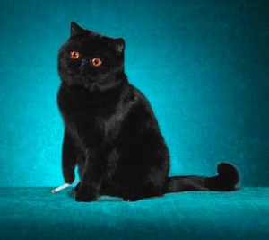 Tabac : la grogne des non-fumeurs Chat_q10