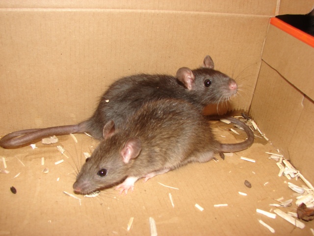 deux ratons en FA chez moi cherchent famille Dsc05913