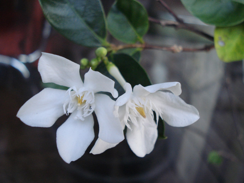 arbuste fleurs blanche - Wrightia antidysenterica Inconn11