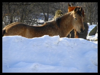 Spirit, Qh, buckskin - Page 2 Dsc00310