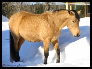 Spirit, Qh, buckskin - Page 2 Dsc00316