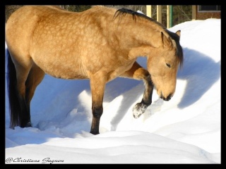 Spirit, Qh, buckskin - Page 2 Dsc00317