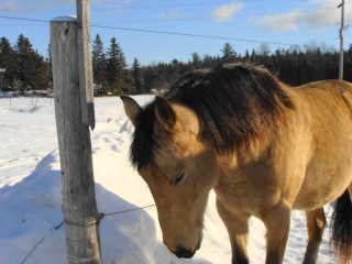 Spirit, Qh, buckskin - Page 2 Dsc00416