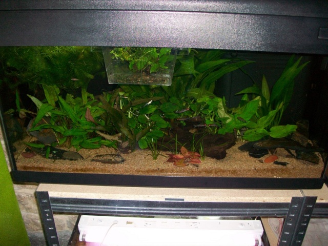 Mes aquariums plantés 100_1011
