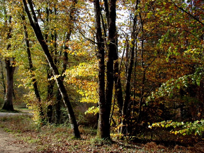 les arbes ,un amour pour beaucoup 2008 et 2009 et.2010..2011......2012..2013...2014 - Page 17 Dsc00122