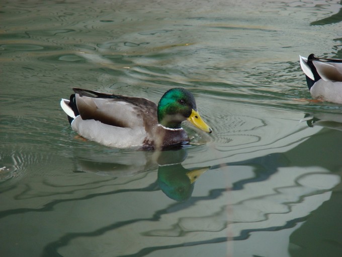 canards et cygnes  Dsc00448