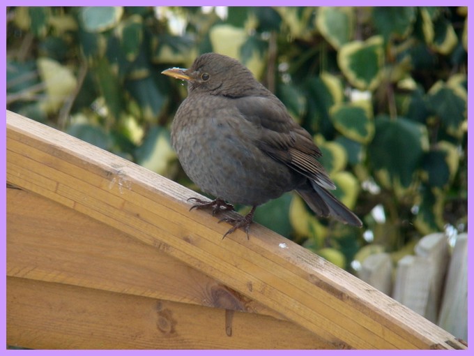 Observation d'oiseaux dans nos jardins, hiver 2011/2012 - Page 6 Dsc01012