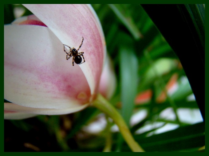 araignées Dsc01022